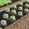 IDMarket Cloches pour plants de salade X12* Serres À Tomates Et Équipement Du Potager