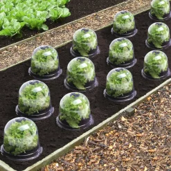 IDMarket Cloches pour plants de salade X12* Serres À Tomates Et Équipement Du Potager