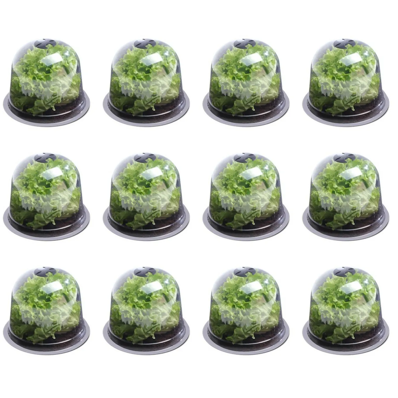 IDMarket Cloches pour plants de salade X12* Serres À Tomates Et Équipement Du Potager