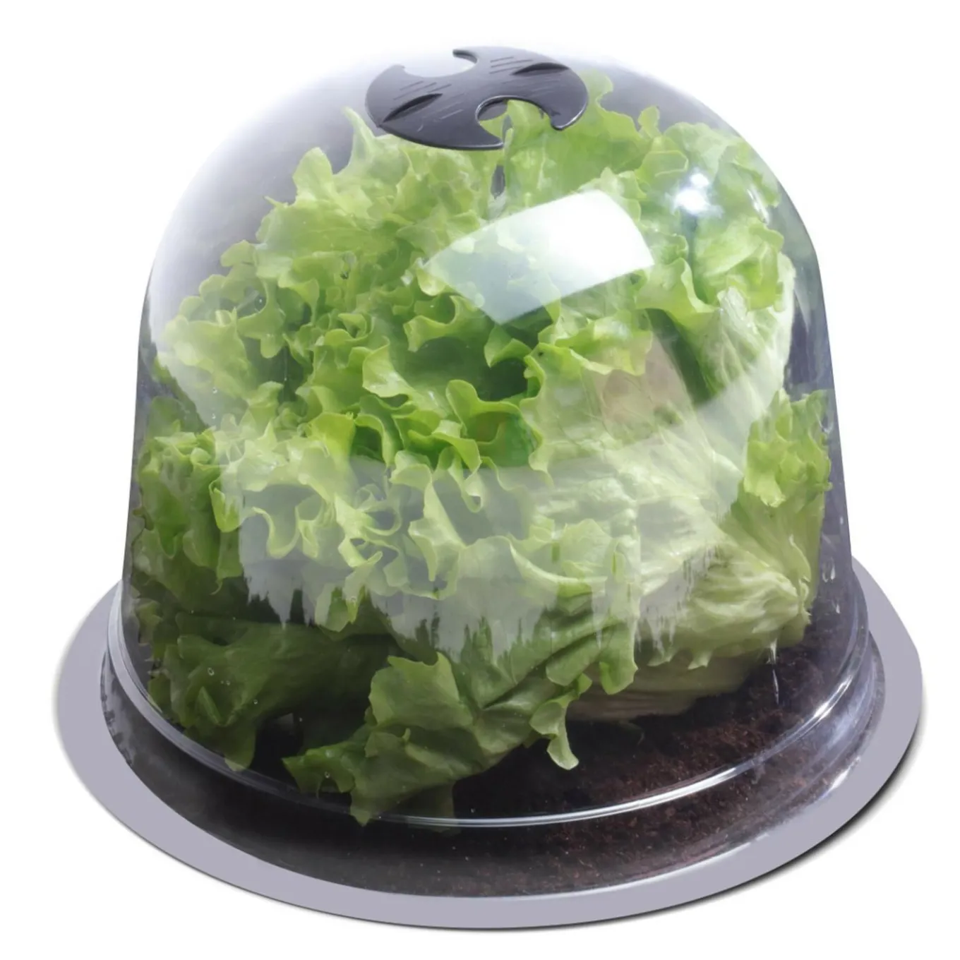 IDMarket Cloches pour plants de salade X12* Serres À Tomates Et Équipement Du Potager